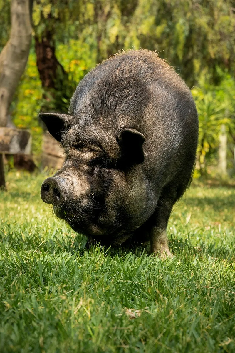Un porc noir dans la châtaigneraie