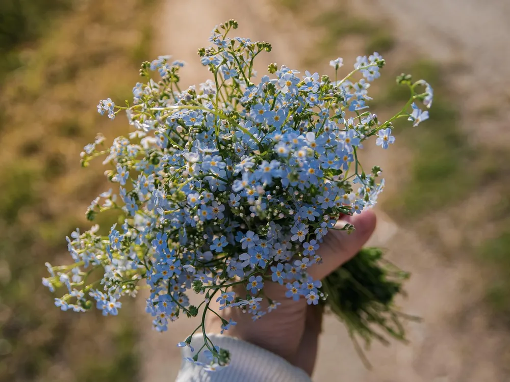 Un bouquet de fleurs bleues tenu à la main