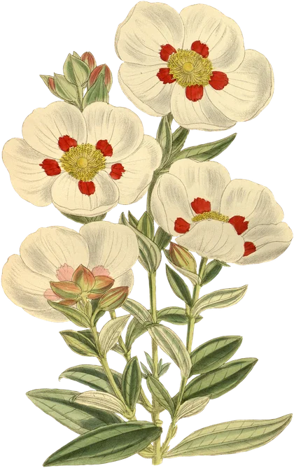 Planche botanique : ciste à fleurs blanches