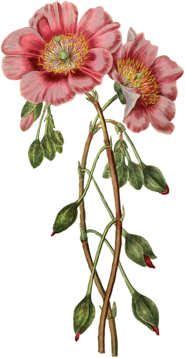 Planche botanique : pavot rose