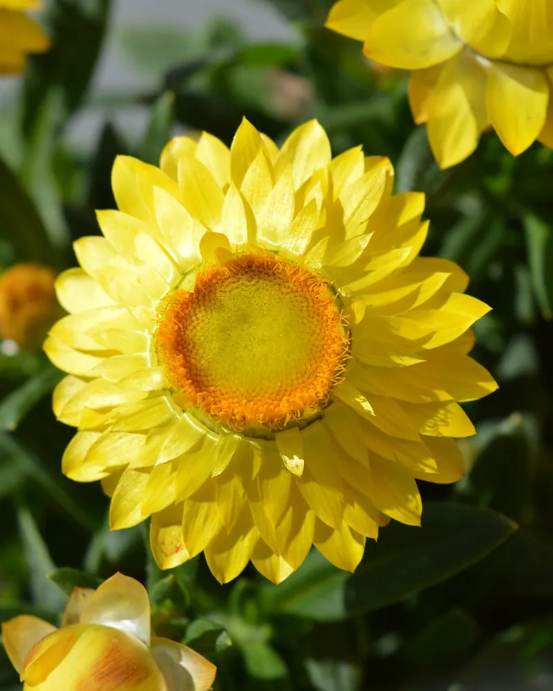 Fleurs jaunes d'immortelle