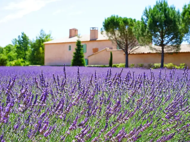 Champ de lavande devant un mas provençal
