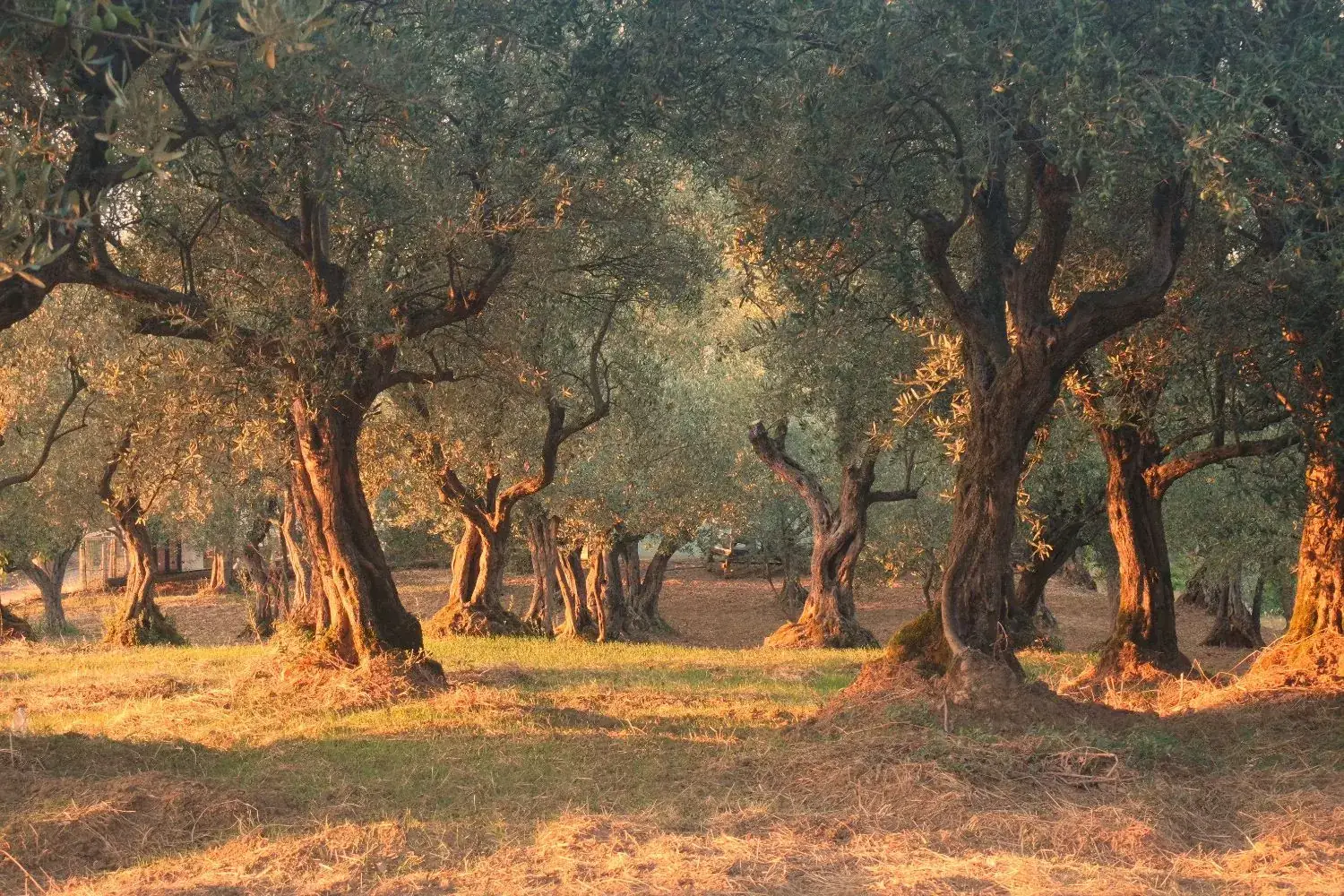 Oliviers centenaires dans la lumière du soir